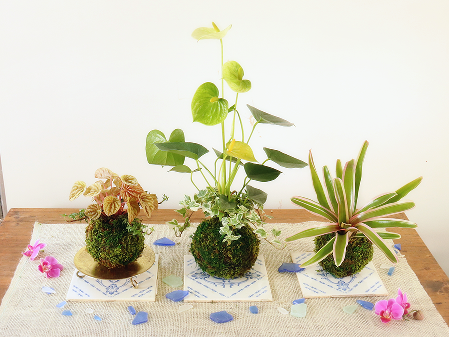 夏の緑を楽しむ苔玉作り