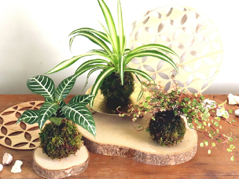 夏の緑を楽しむ苔玉作り