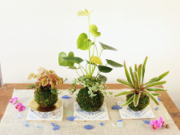 夏の緑を楽しむ苔玉作り
